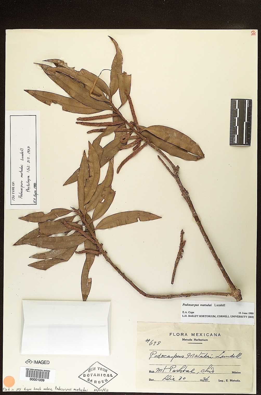 Podocarpus matudae image