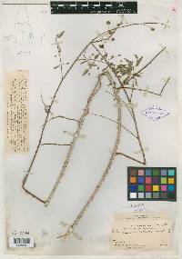 Mimosa sinaloensis image