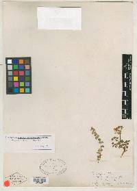 Media resource of Asclepias euphorbiifolia