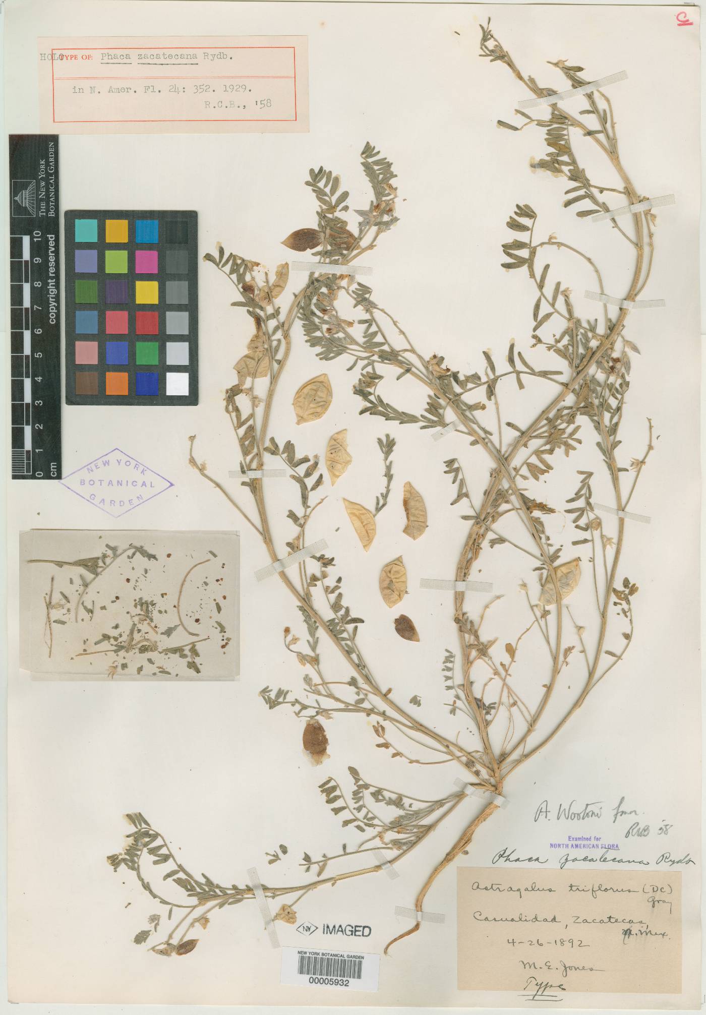 Astragalus zacatecanus image