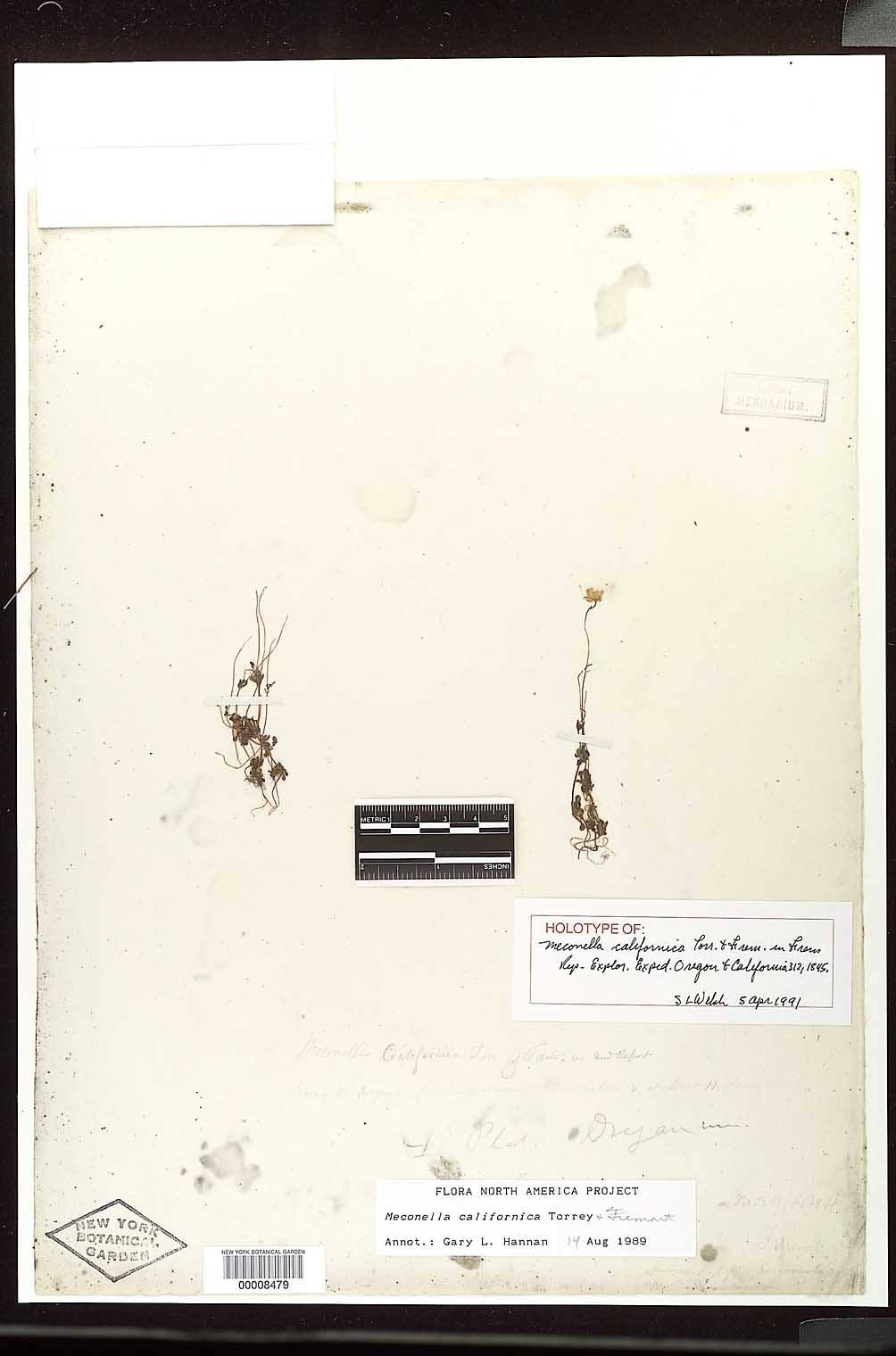 Meconella californica image