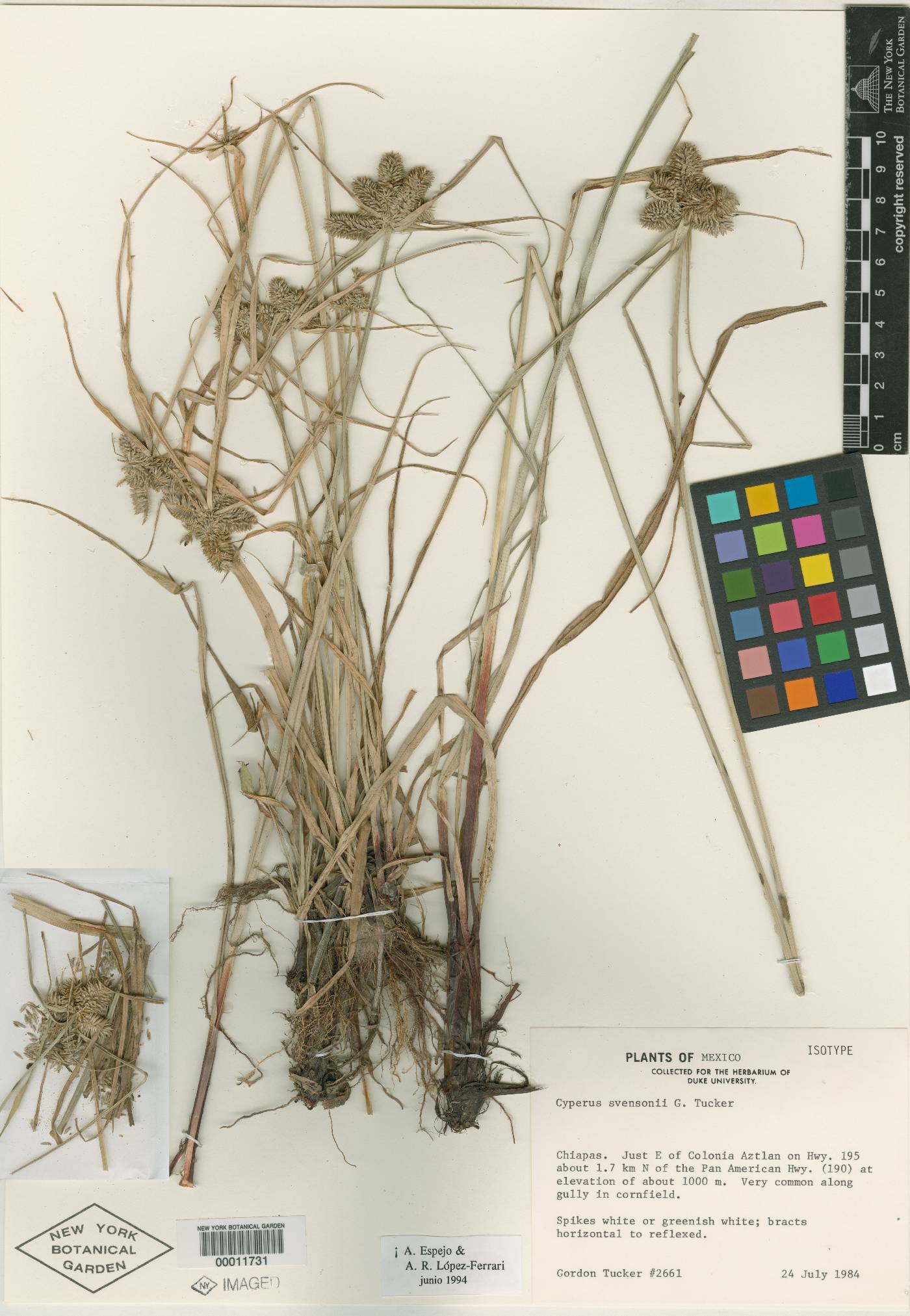 Cyperus svensonii image