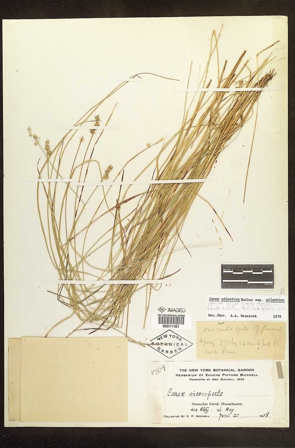 Carex incomperta image