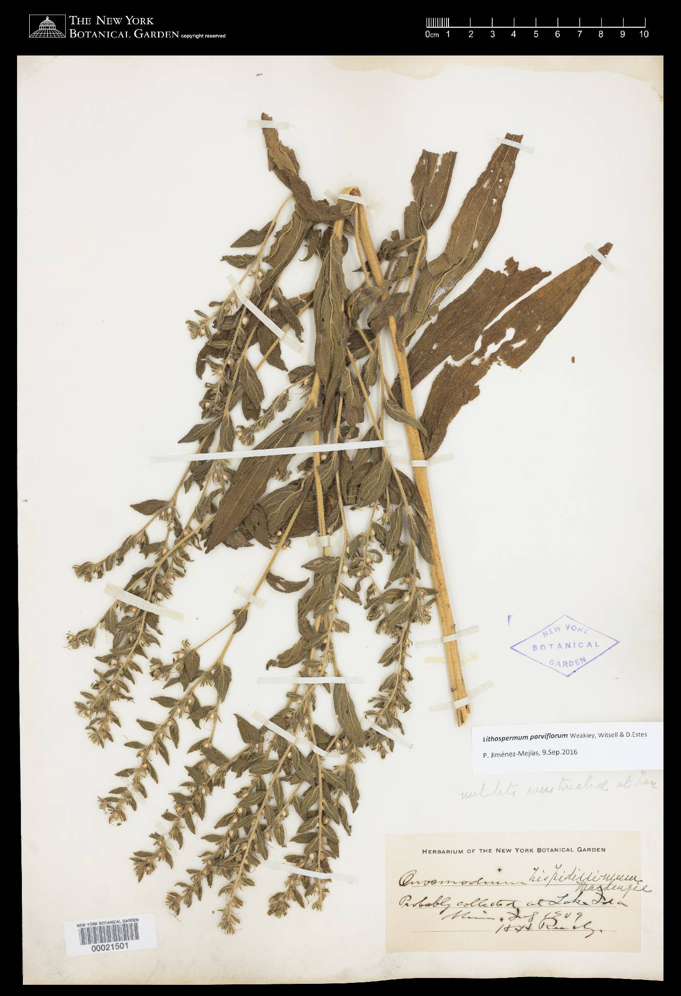 Lithospermum parviflorum image