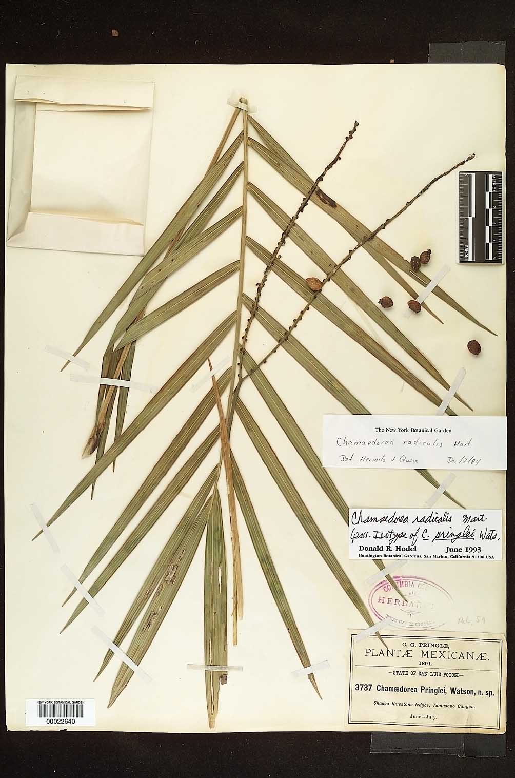 Chamaedorea radicalis image