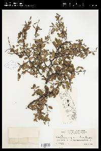 Media resource of Prunus geniculata