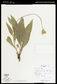 Image of Wyethia angustifolia