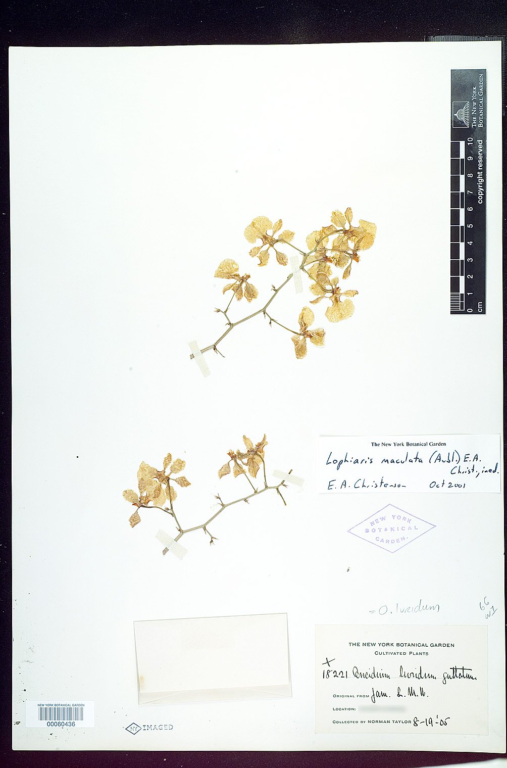 Lophiaris maculata image