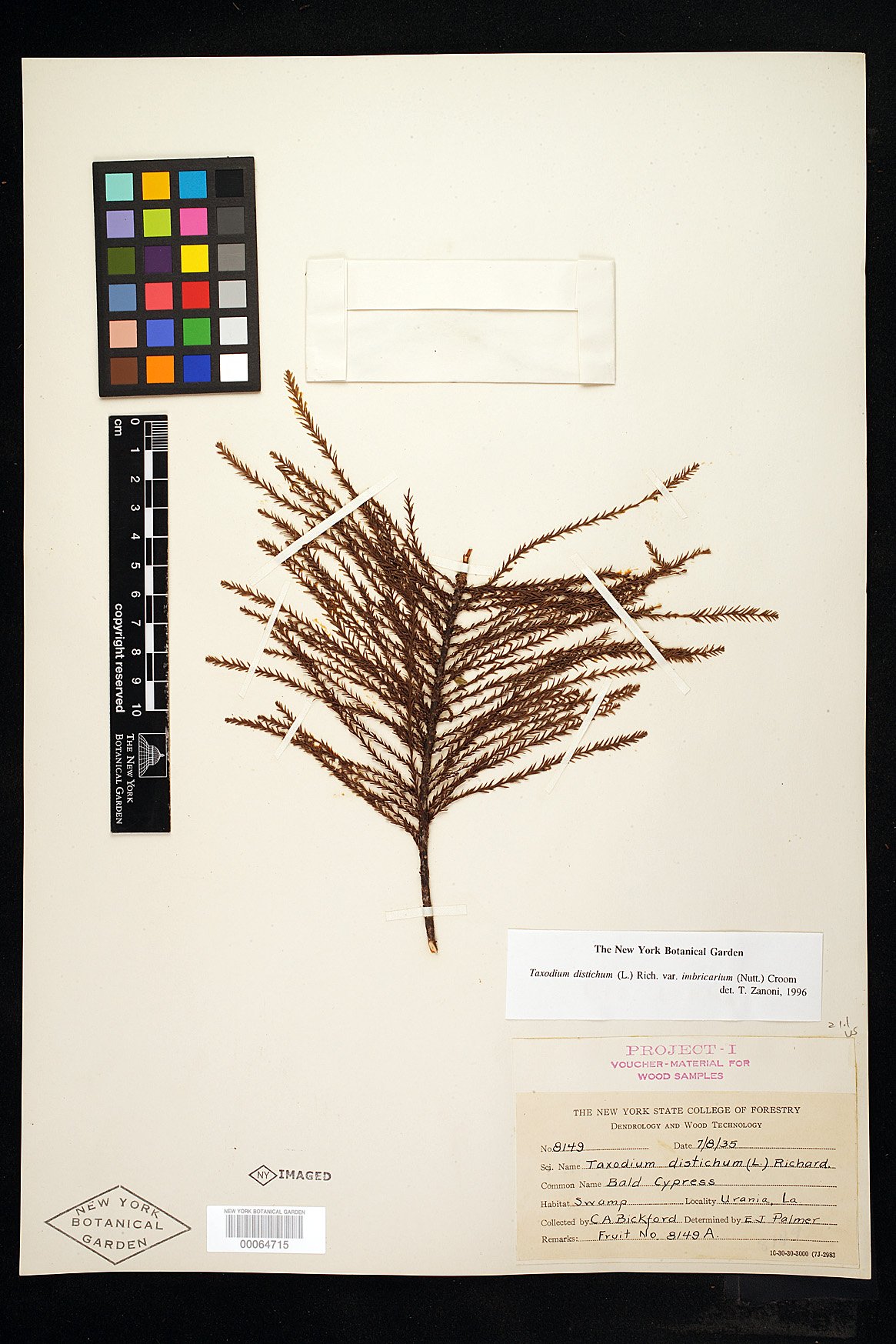 Taxodium distichum var. imbricarium image