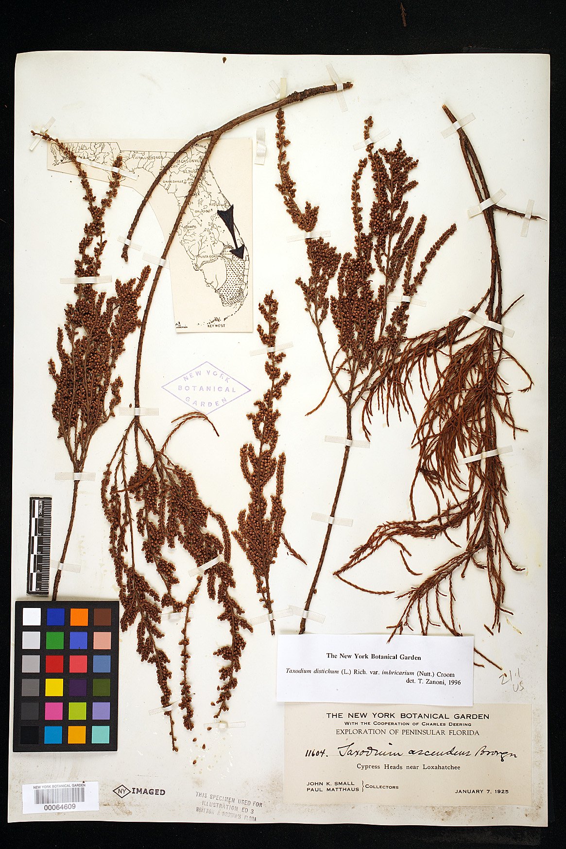 Taxodium distichum var. imbricarium image