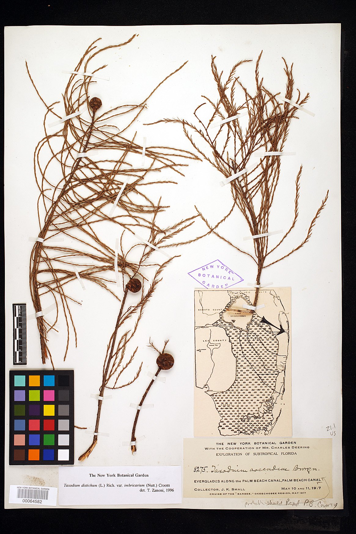 Taxodium distichum var. imbricarium image