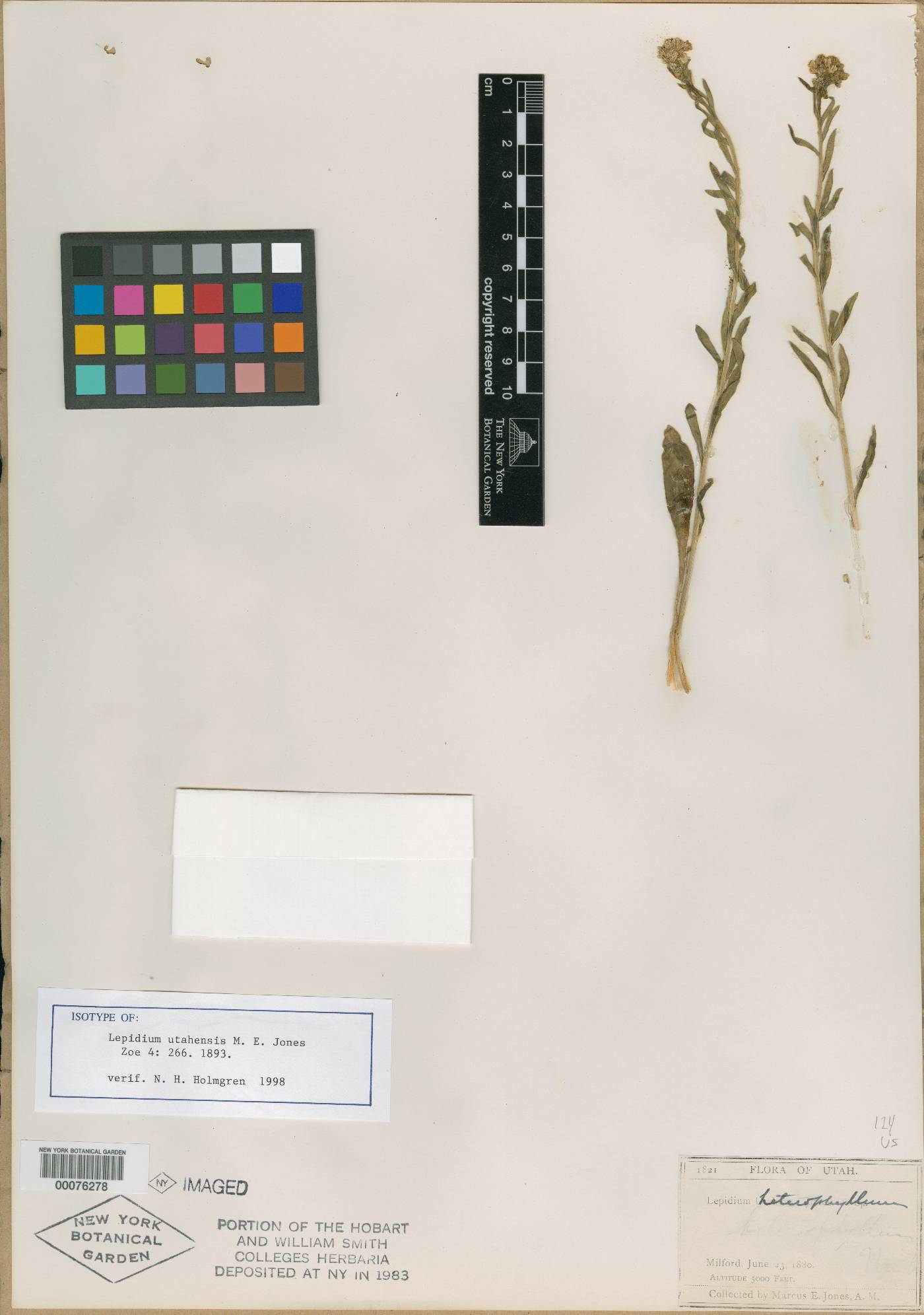 Lepidium utahense image