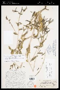 Image of Mentzelia pinetorum