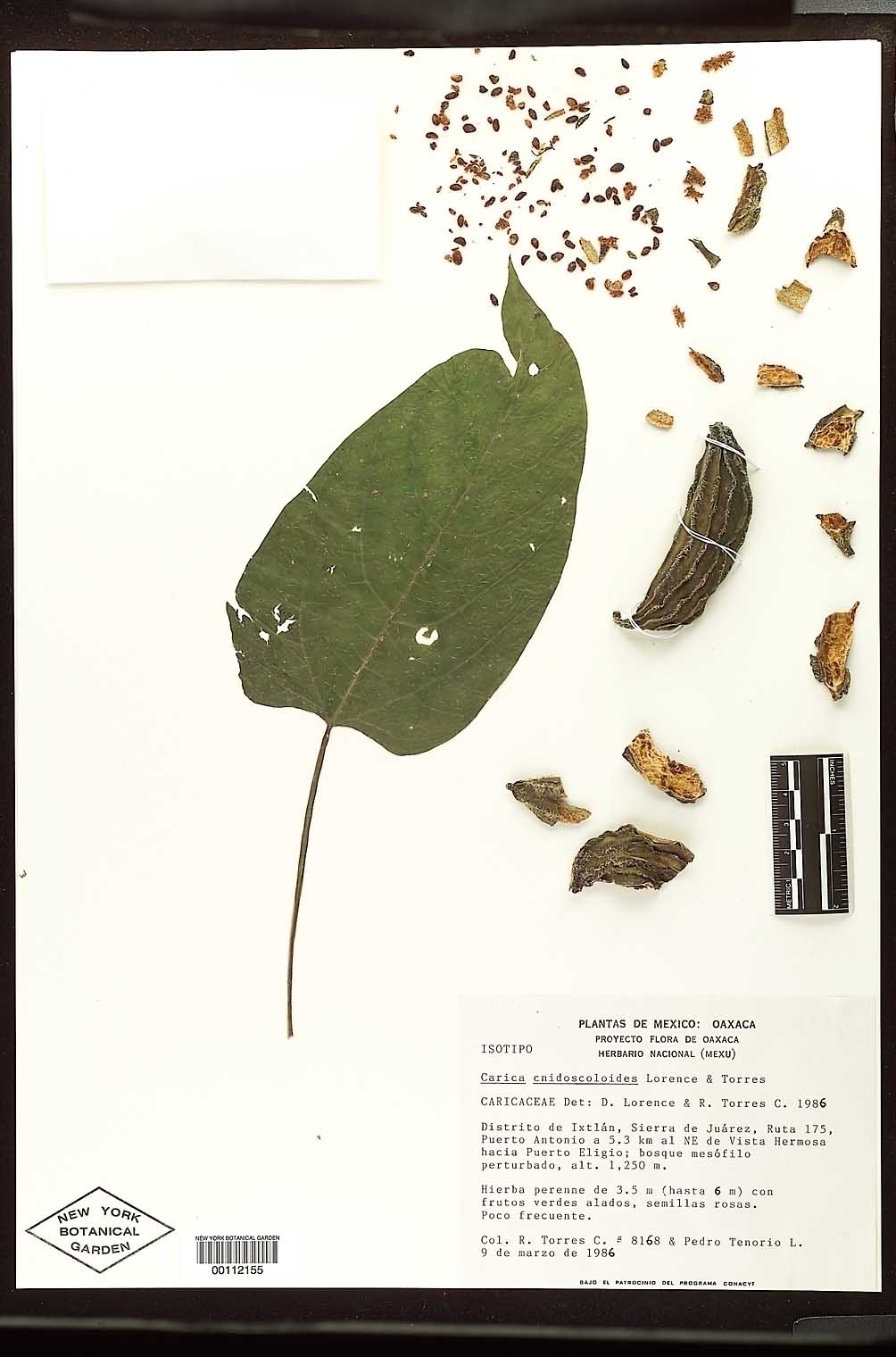 Carica cnidoscoloides image