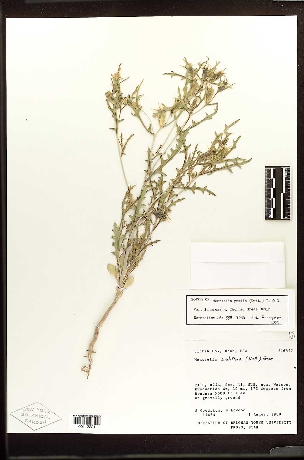 Mentzelia pumila var. lagarosa image