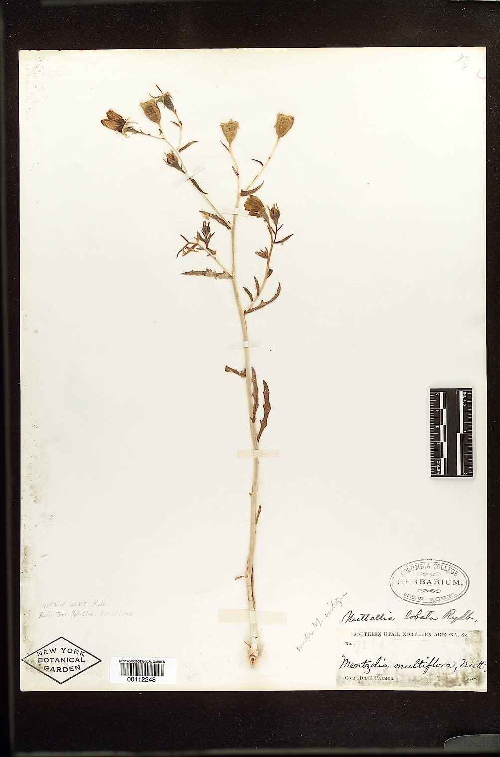 Nuttallia lobata image