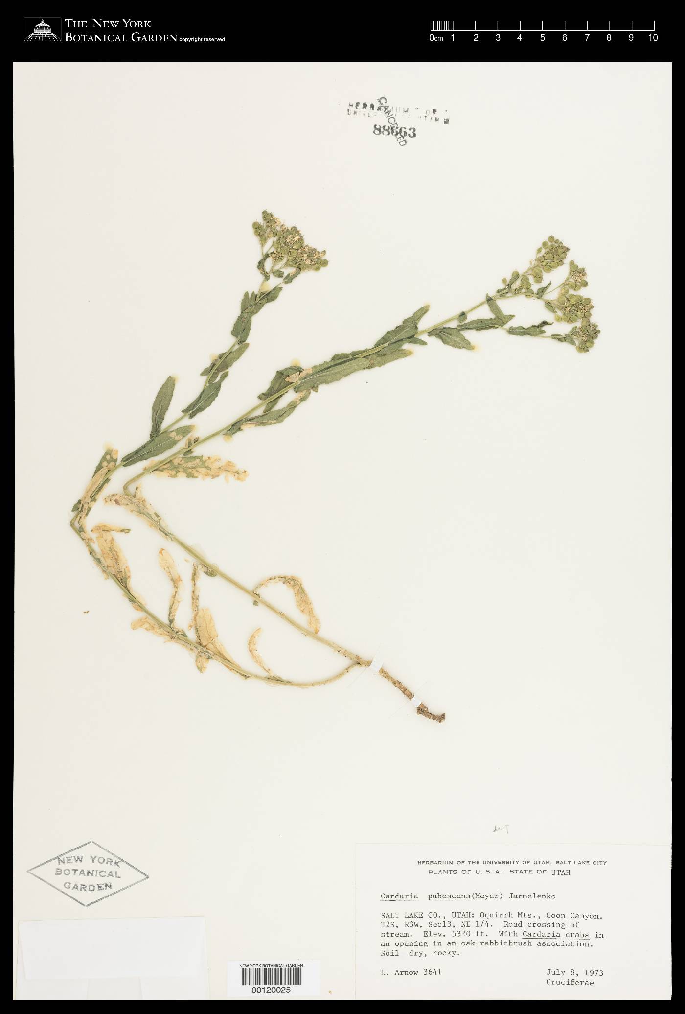 Lepidium appelianum image