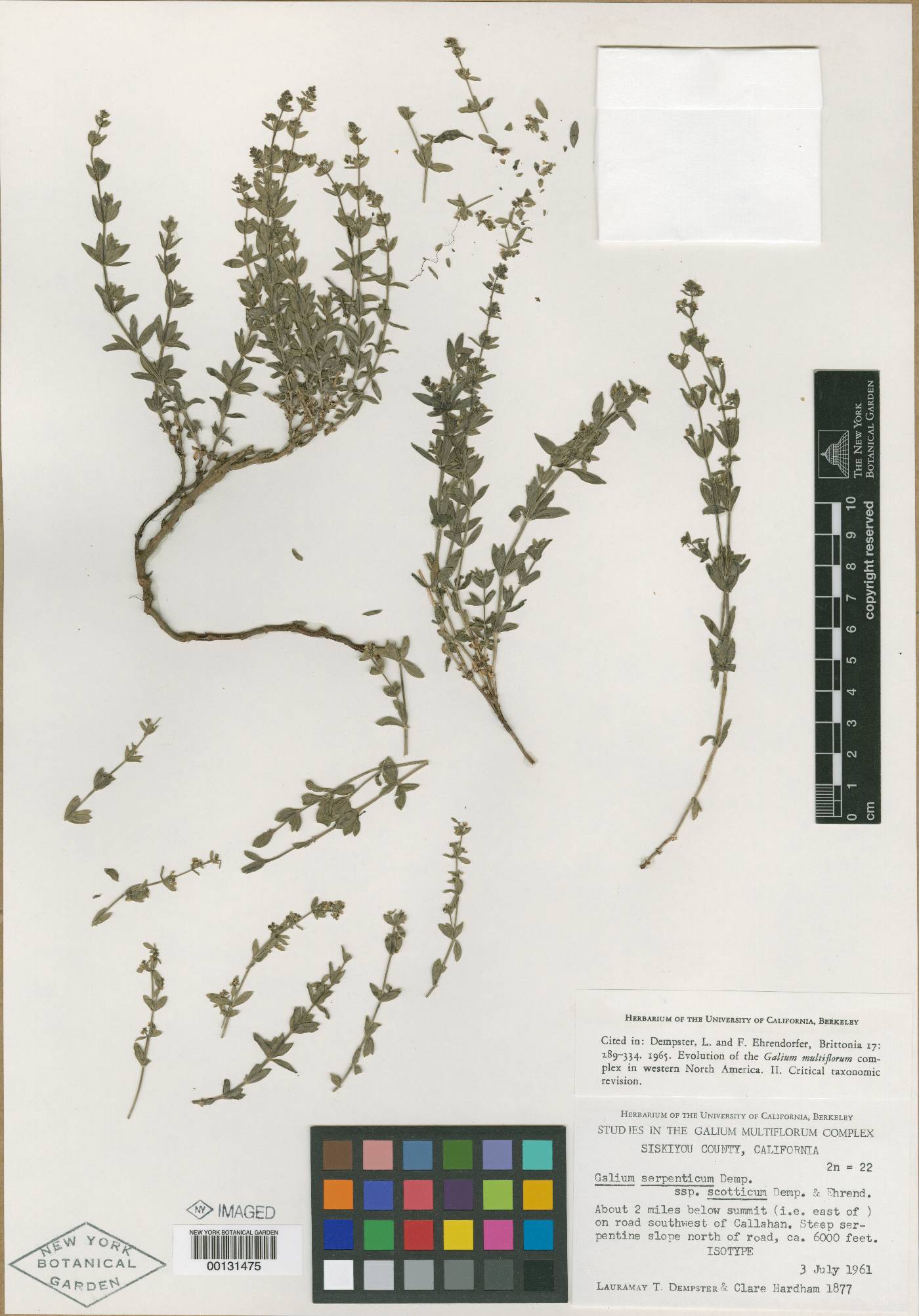 Galium serpenticum subsp. scotticum image