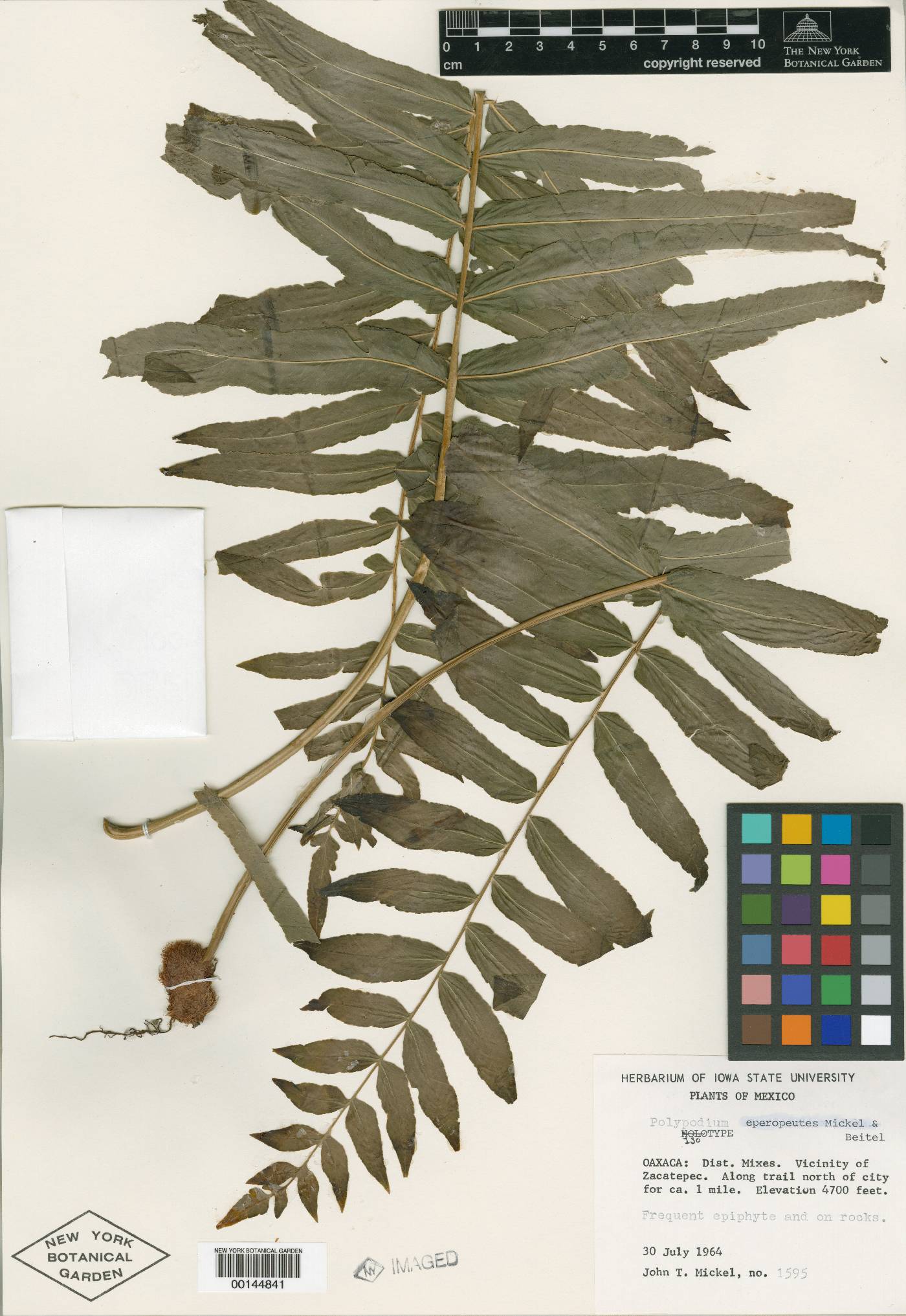 Polypodium eperopeutes image