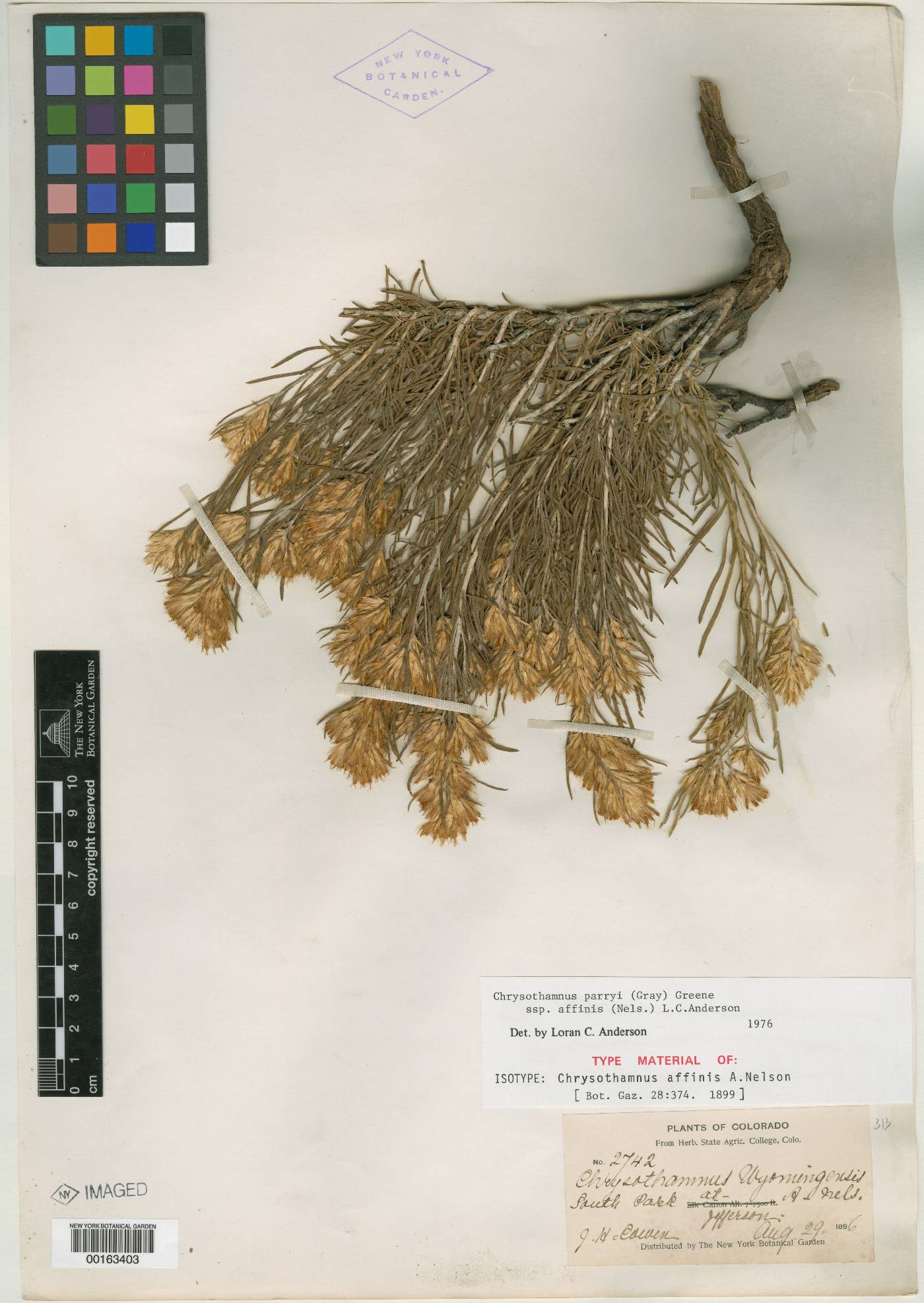 Chrysothamnus affinis image
