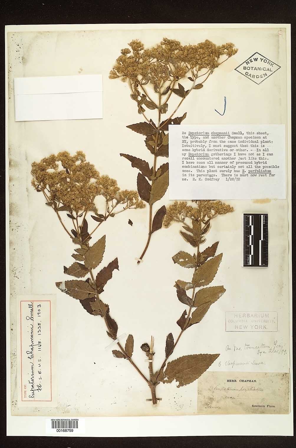 Eupatorium chapmanii image