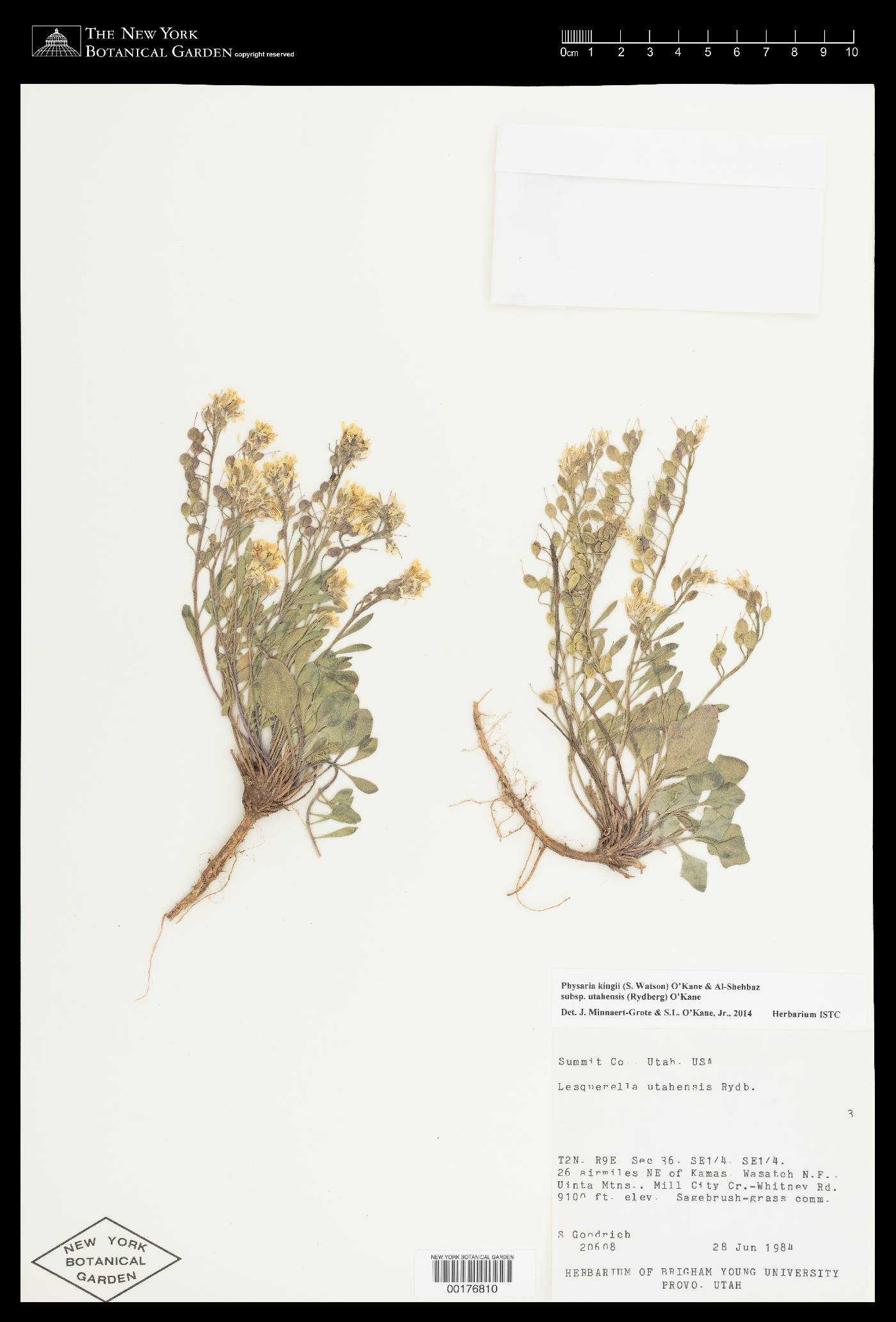 Physaria kingii subsp. utahensis image