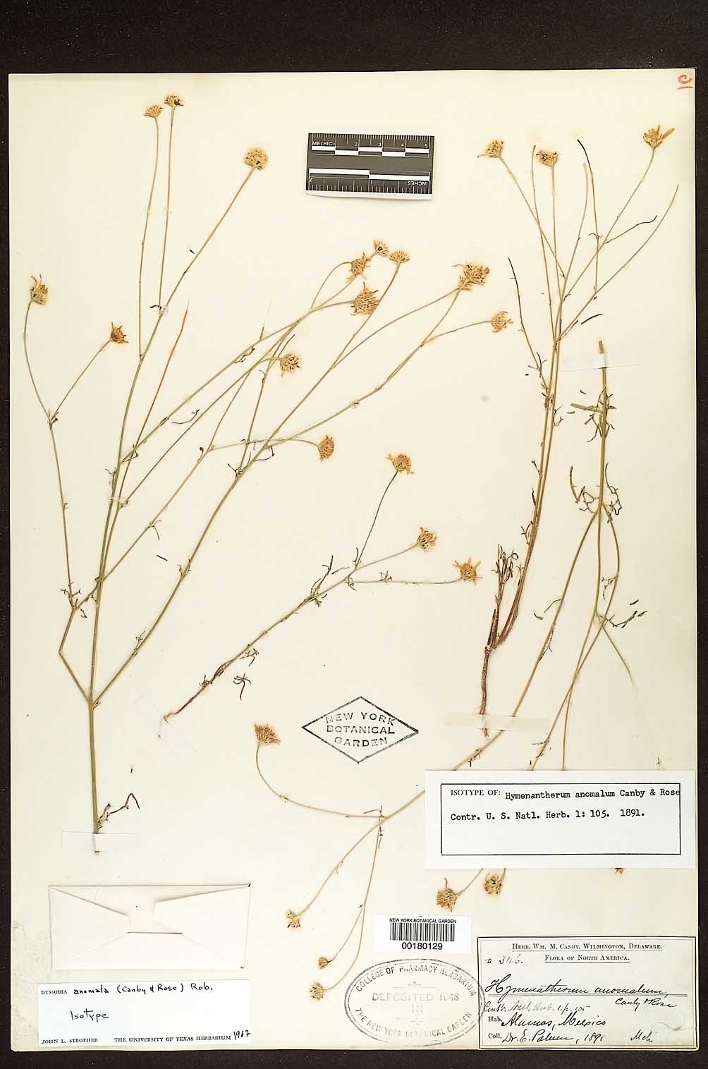 Adenophyllum anomalum image