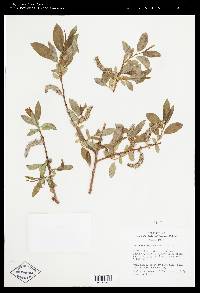 Salix monticola image