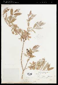 Salix wyomingensis image