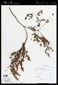 Image of Caesalpinia peltophoroides