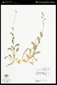 Image of Streptanthus oliganthus