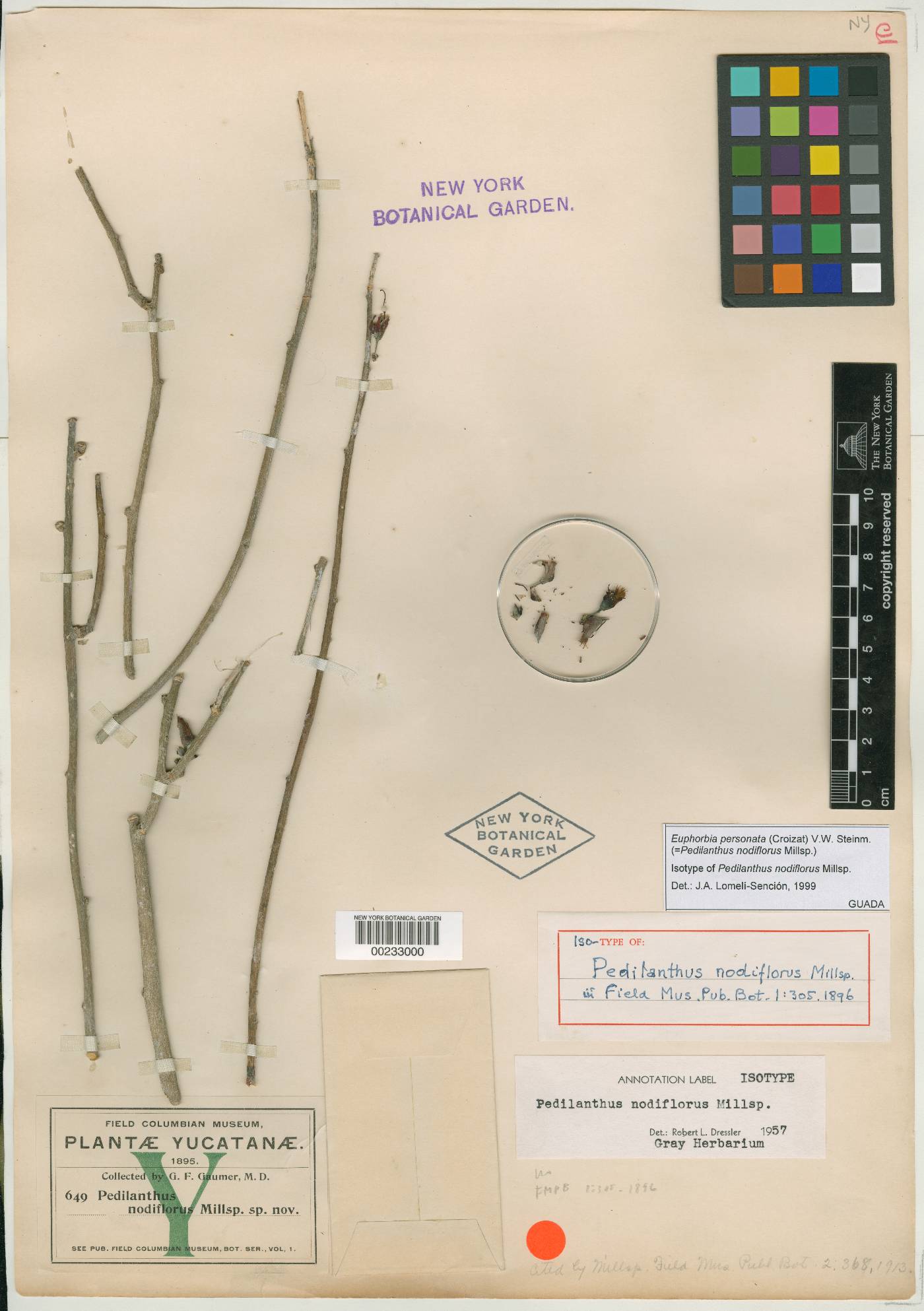 Euphorbia personata image