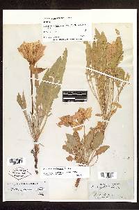 Oenothera brachycarpa image