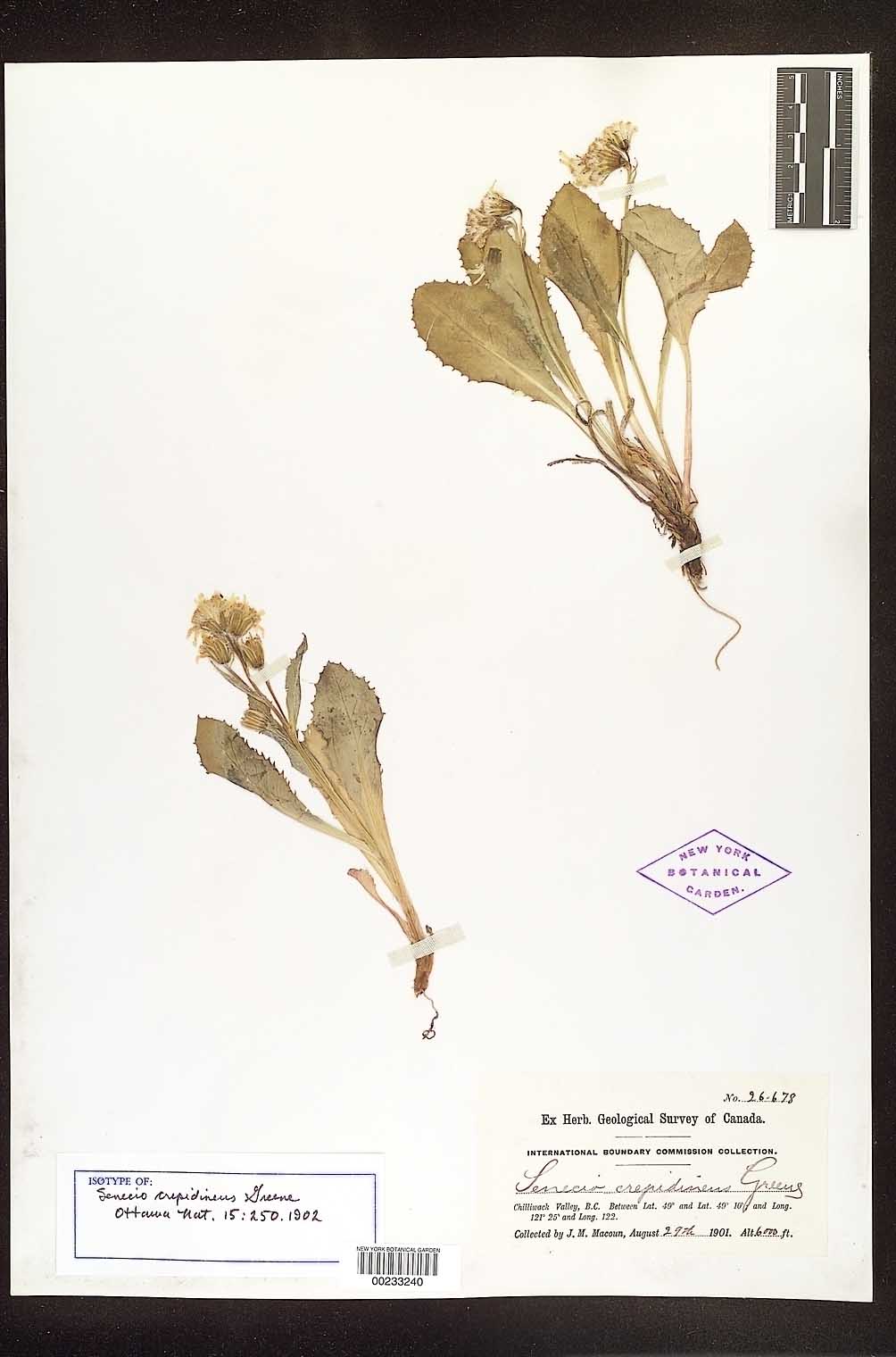 Senecio crepidineus image