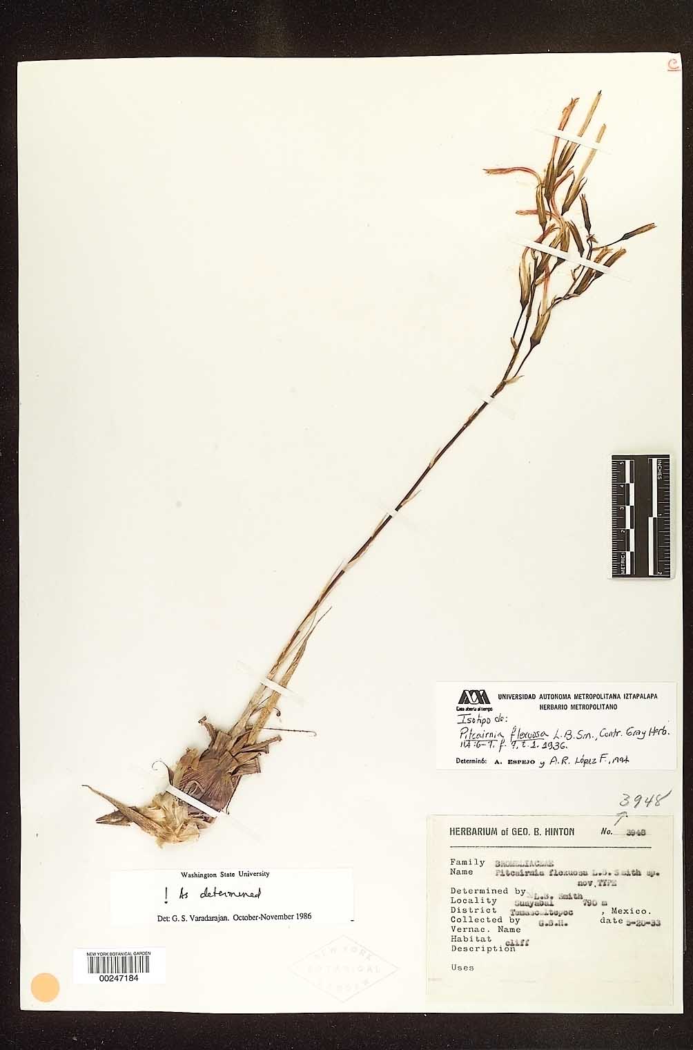 Pitcairnia flexuosa image