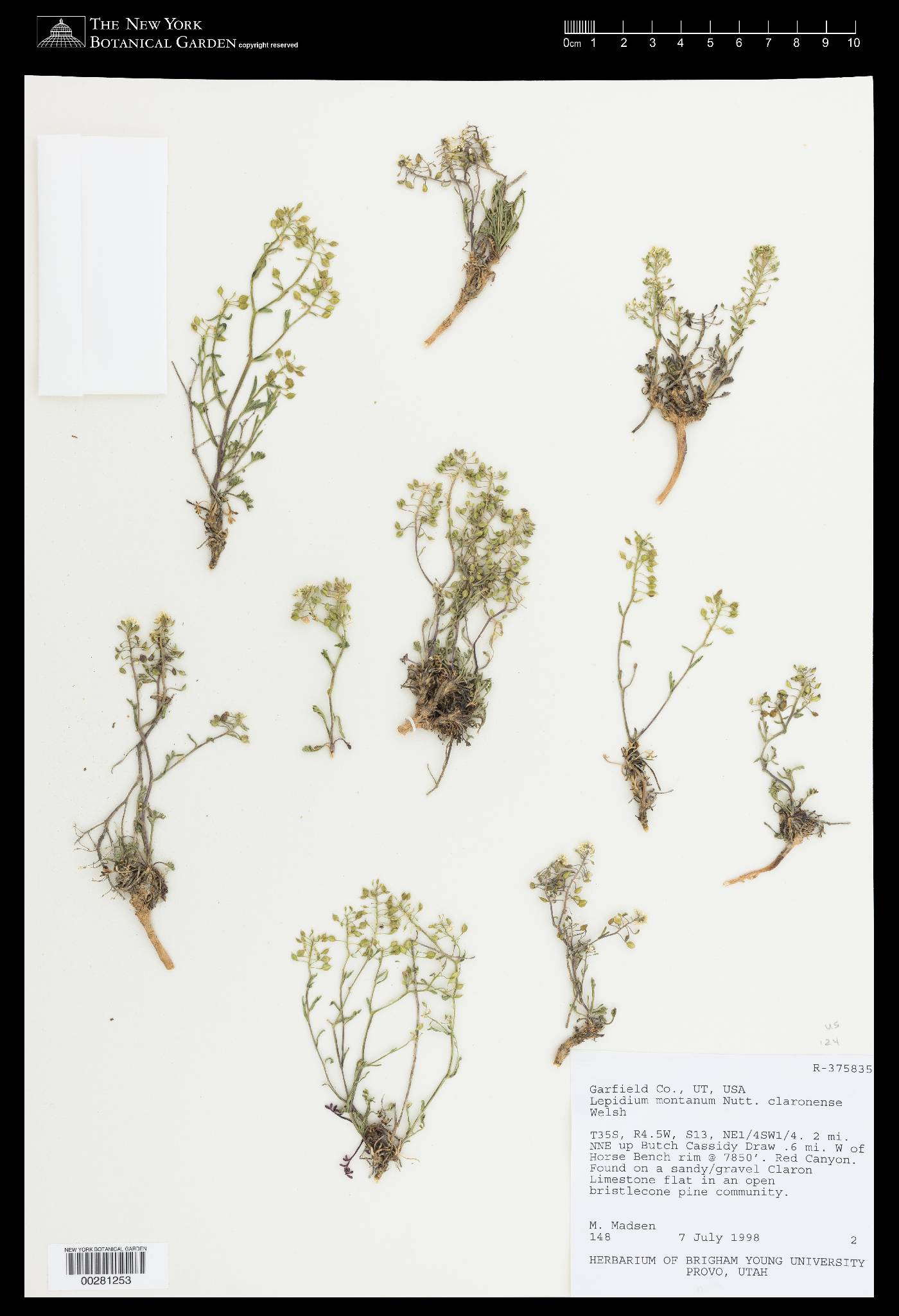 Lepidium montanum var. claronensis image