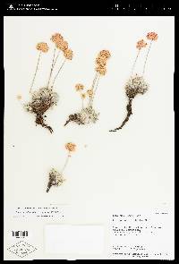 Eriogonum ovalifolium image