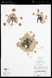 Eriogonum ovalifolium image