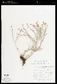 Eriogonum nummulare image