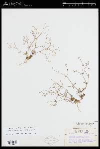 Eriogonum spergulinum var. reddingianum image