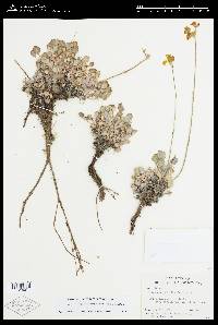 Eriogonum strictum var. anserinum image