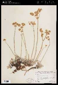 Eriogonum strictum image