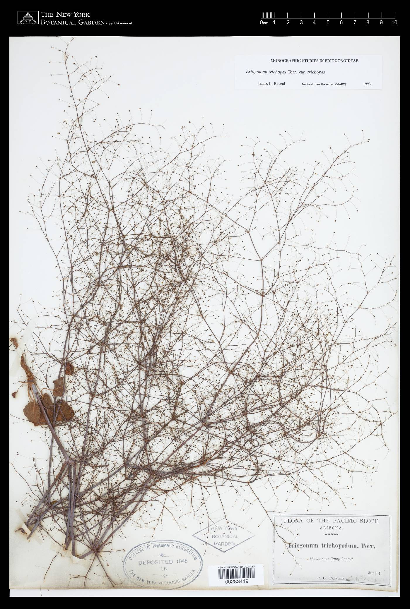 Eriogonum trichopes var. trichopes image