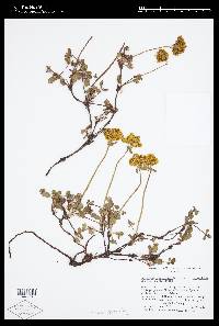 Eriogonum umbellatum var. aureum image