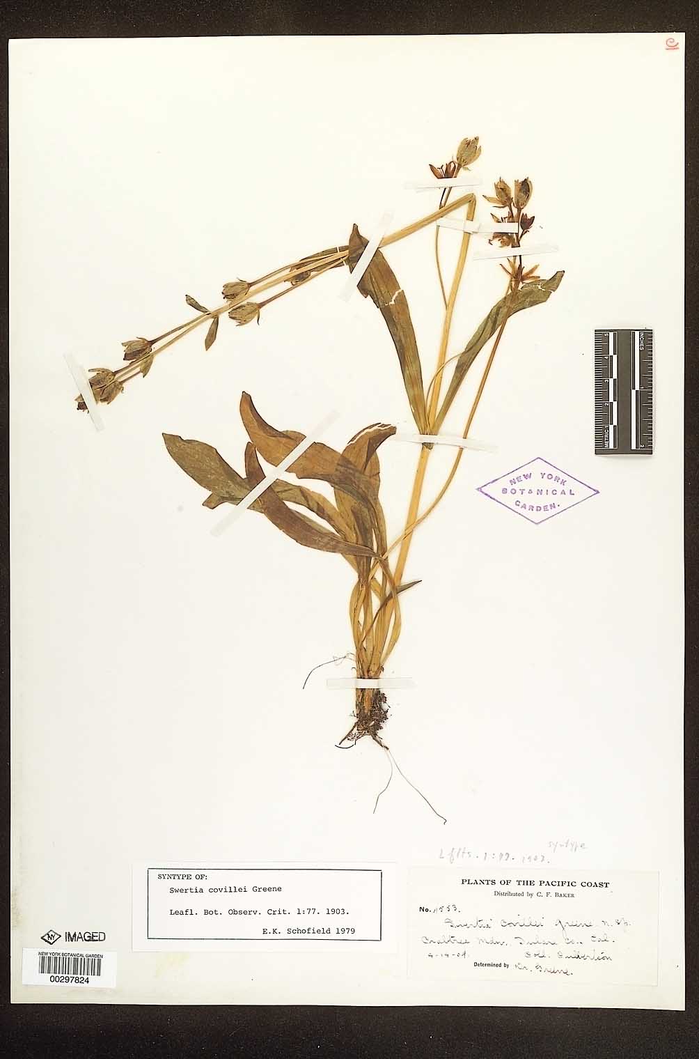Swertia covillei image