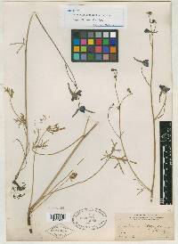 Delphinium leptophyllum image