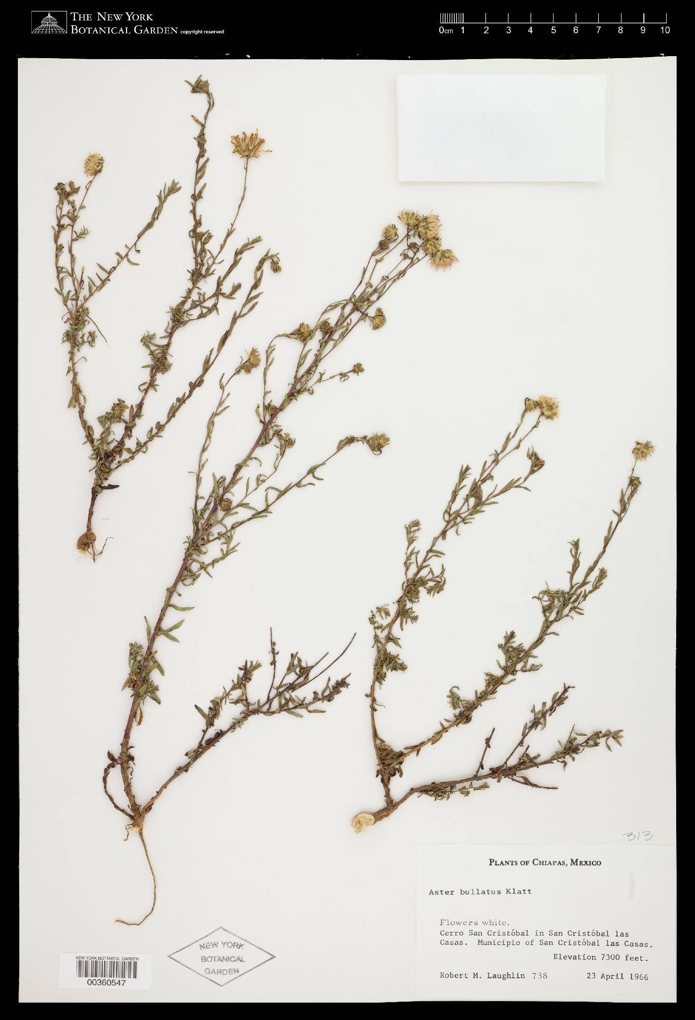 Symphyotrichum purpurascens image