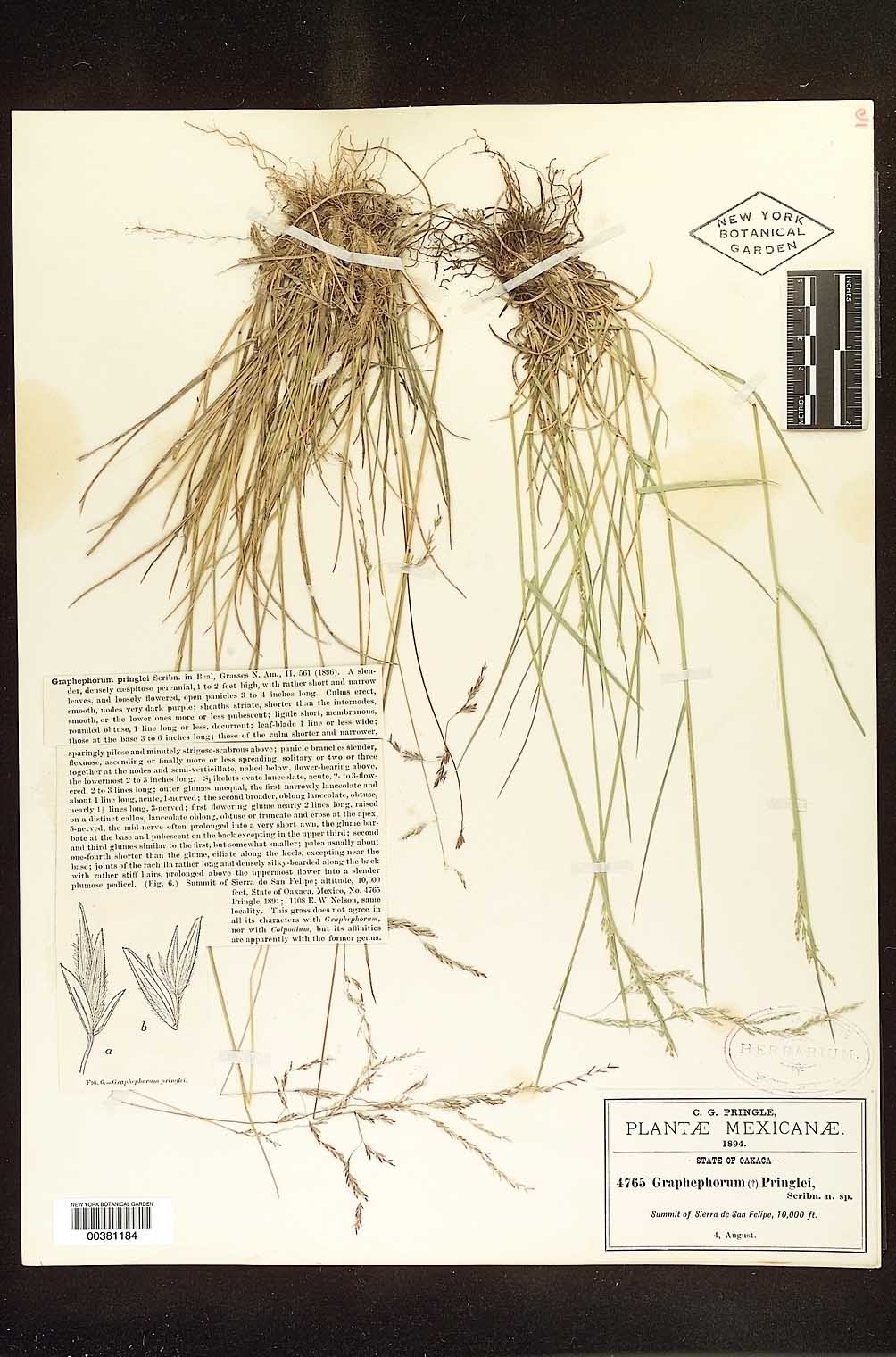 Trisetum pringlei image