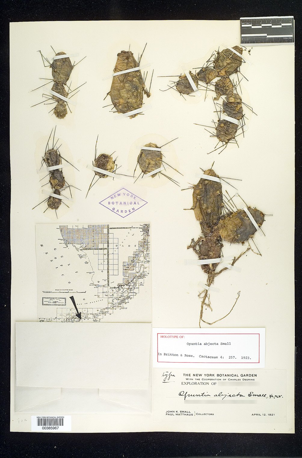 Opuntia triacantha image