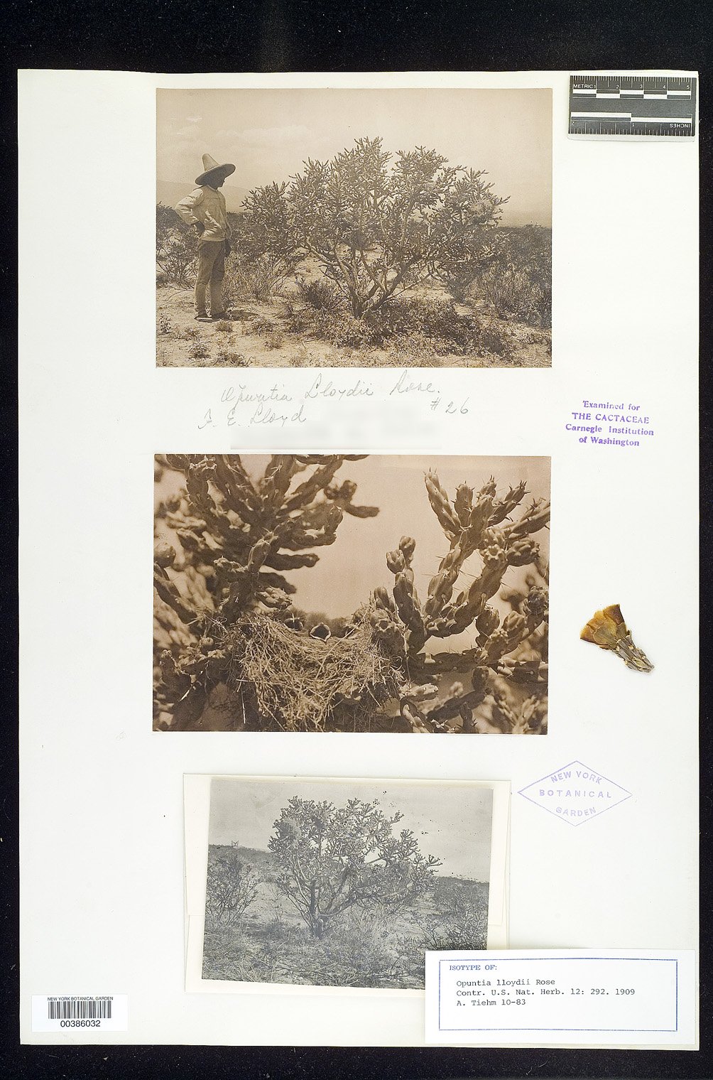 Cylindropuntia imbricata subsp. lloydii image